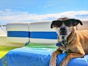 hotel pet friendly